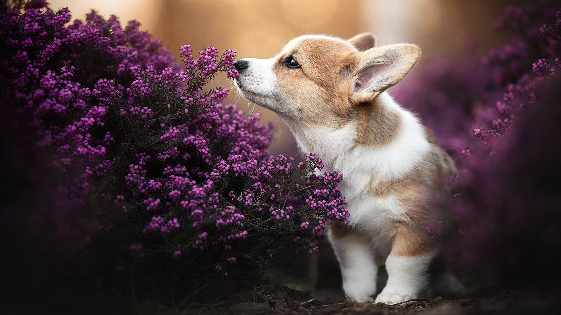 _无人驾驶赛车：未来驾驶运动的前沿探索_，《无人驾驶》