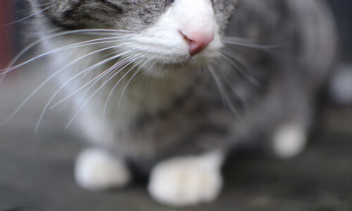 【新星崛起】年轻运动员的训练方法与成功秘诀，那些刻苦训练的年轻运动员