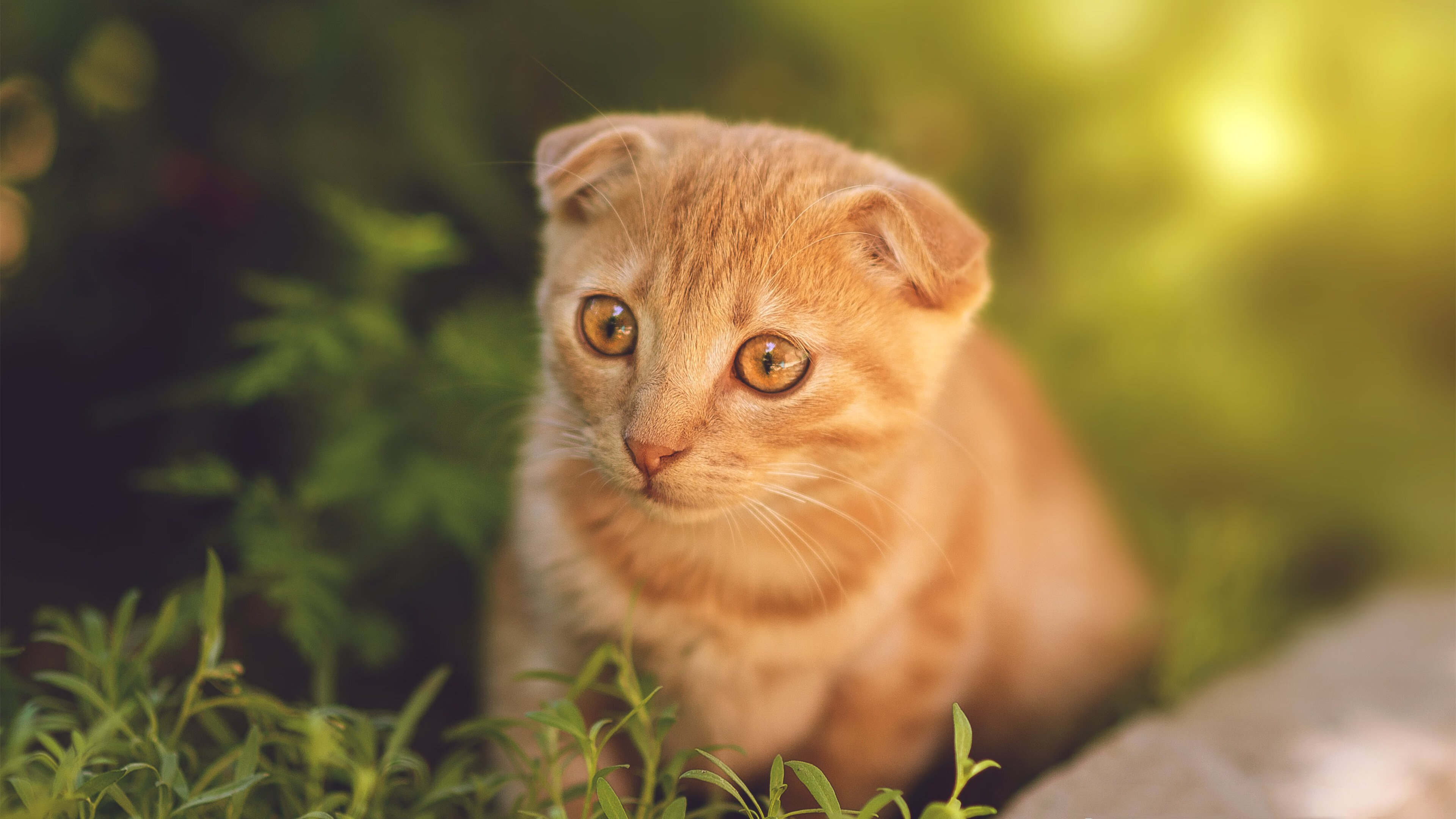 史上最大“黑马军团”实现逆转奇迹，最大的黑马