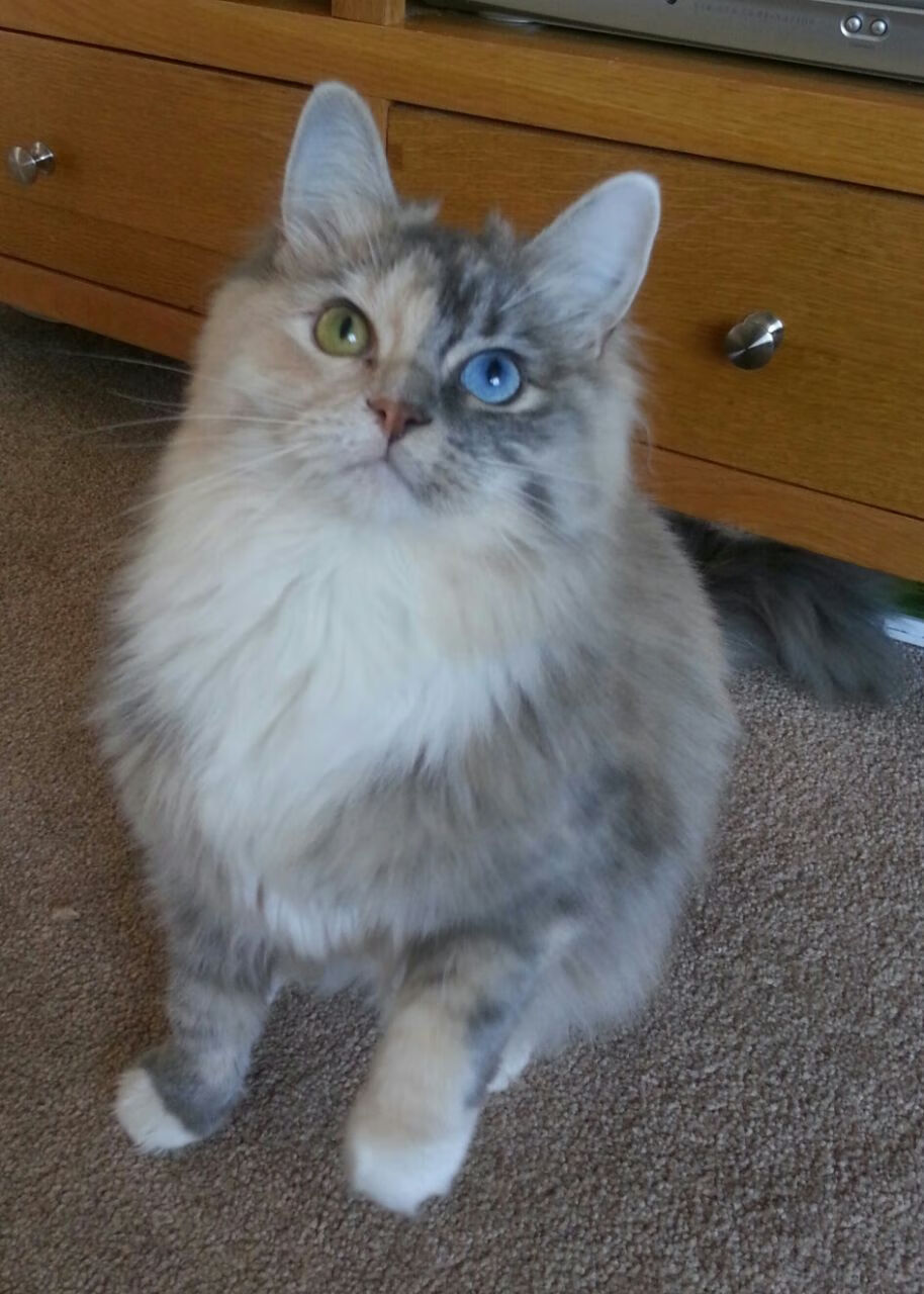 德甲球员身体素质全面增强，比赛更激烈，德甲球队身高排名