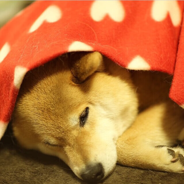 德甲球队战术多变，战绩持续提升，德甲阵营