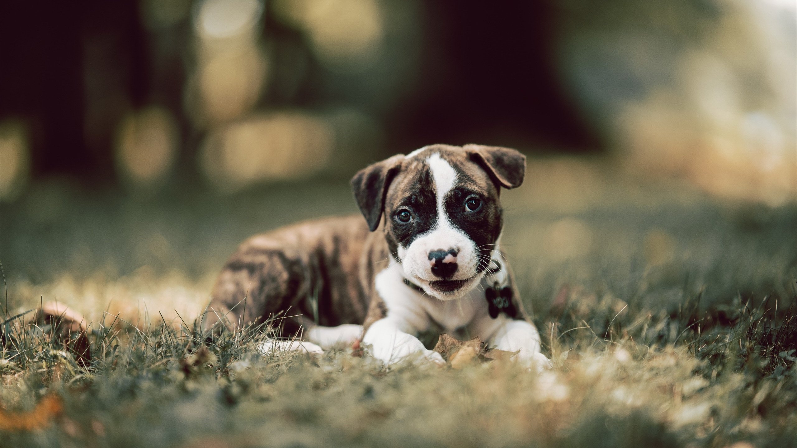 新星闪耀法甲赛场:未来之星逐步崭露头角,门将未来之星