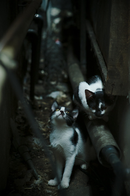 绝地求生 冠军争夺进入白热化，绝地求生的冠军