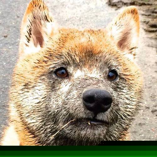 尤文图斯惜败于皇马,无缘晋级半决赛,尤文图斯上半场