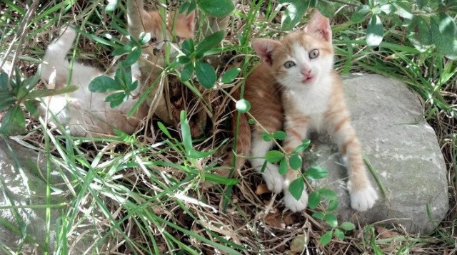 帕尔马拿下重要胜利，积分榜上升，帕尔马队