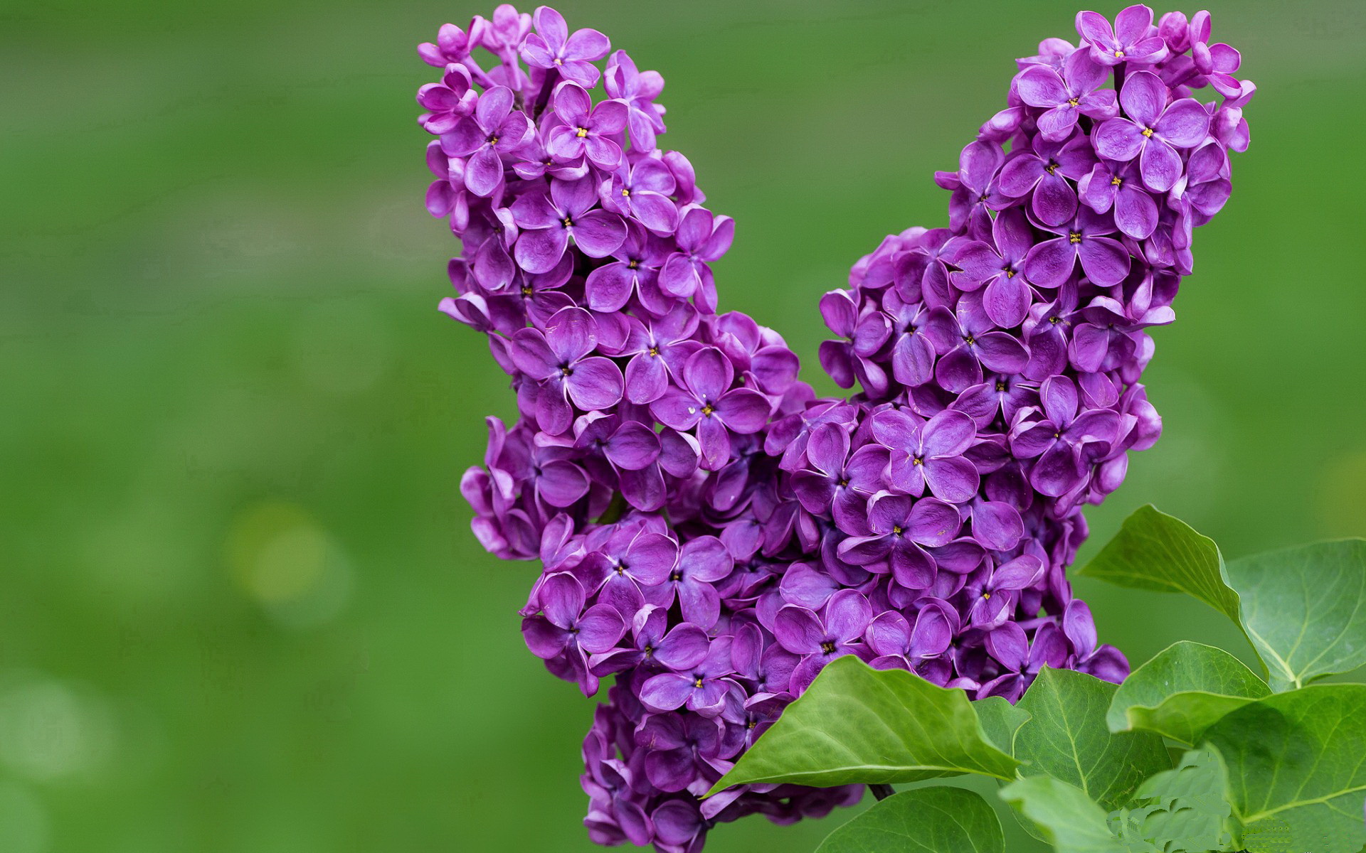 战术大揽！意大利主帅如何设计博弈王局？，意大利换帅