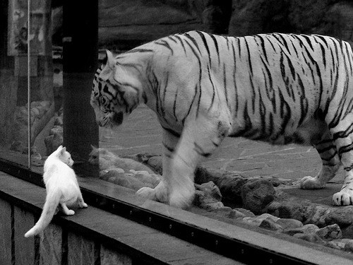 森林狼球队主场表现日益出色,森林狼足球队