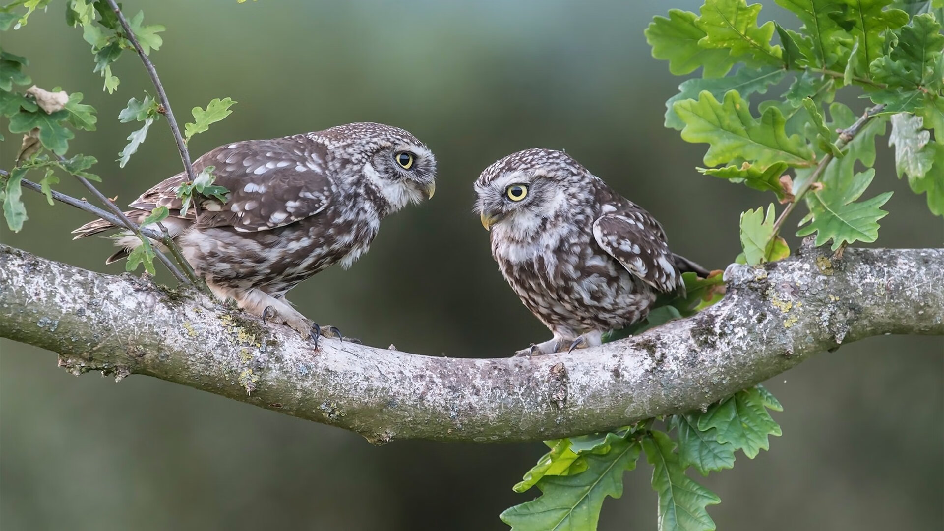 欧国联赛开启新篇章,球员斗志昂扬,欧国联赛程2020赛程表及积分