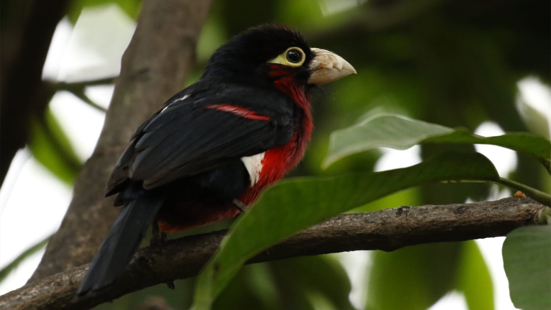 法国国家队备战国际大赛，法国队规划