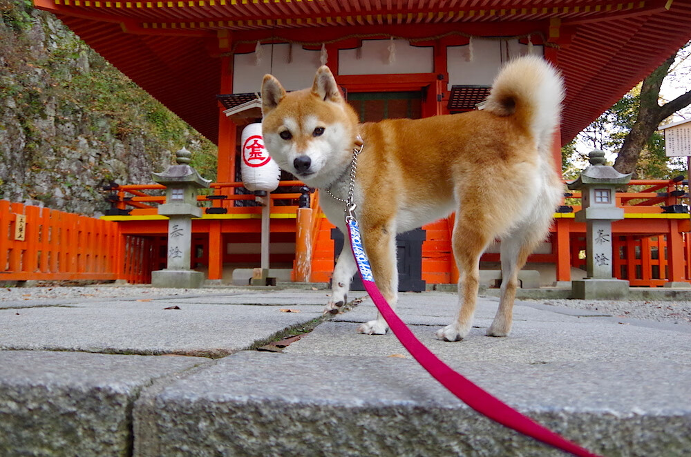 澳门选手错失良机，战平对手，澳门战狼百度百科