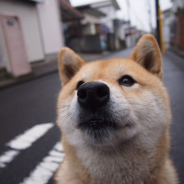澳门选手错失良机，战平对手，澳门战狼百度百科