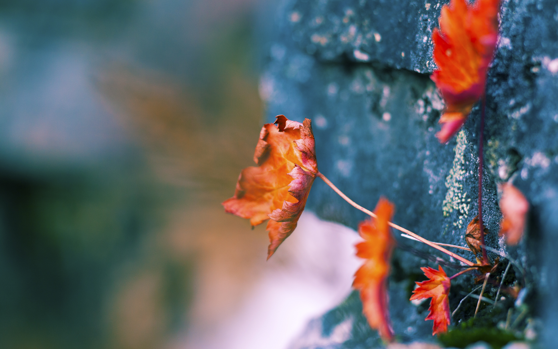 NBA赛季助攻王排行榜,nba本赛季助攻王