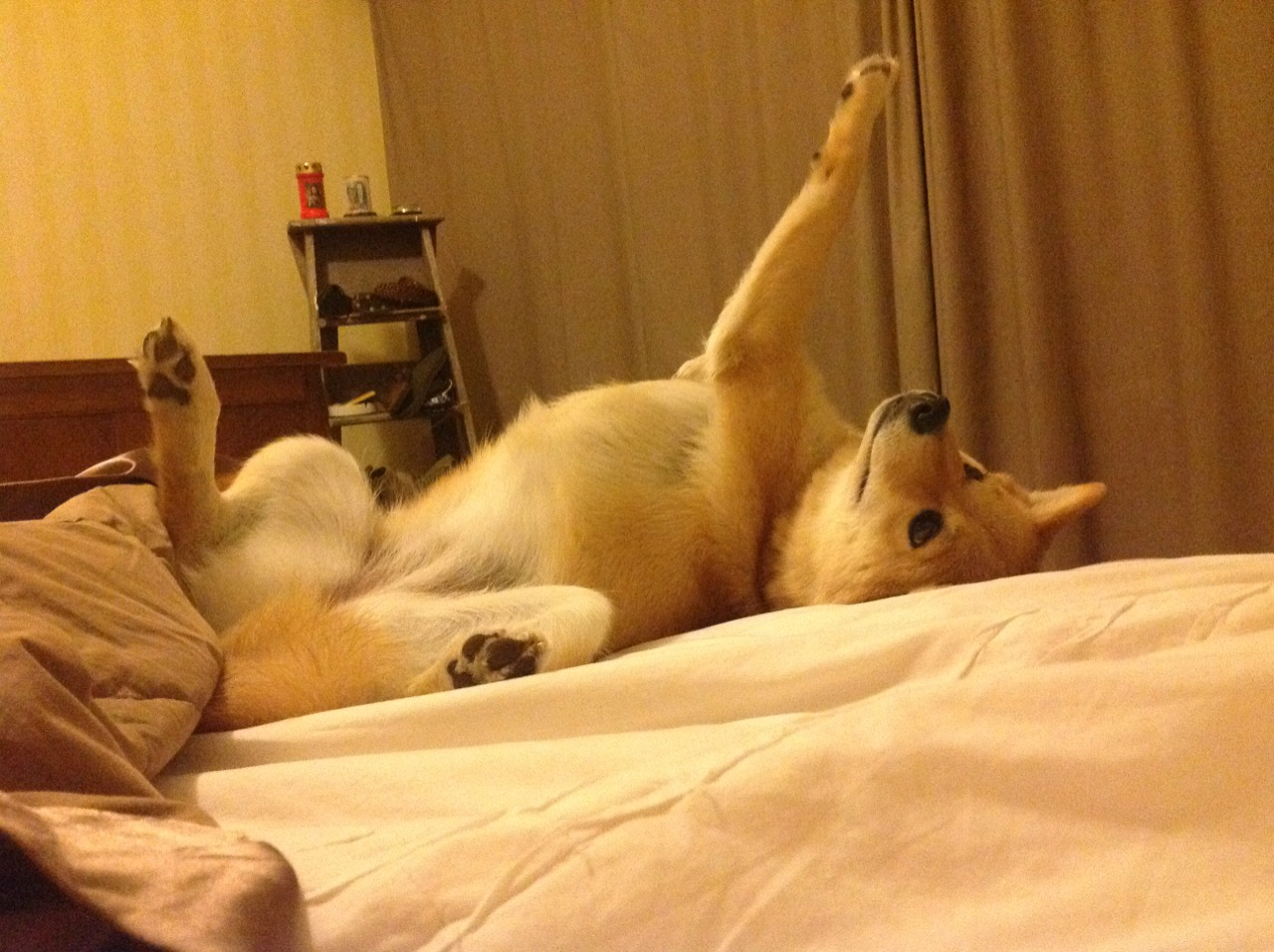 中国篮球职业联赛球队战术演变分析，中国职业篮球队所有队伍