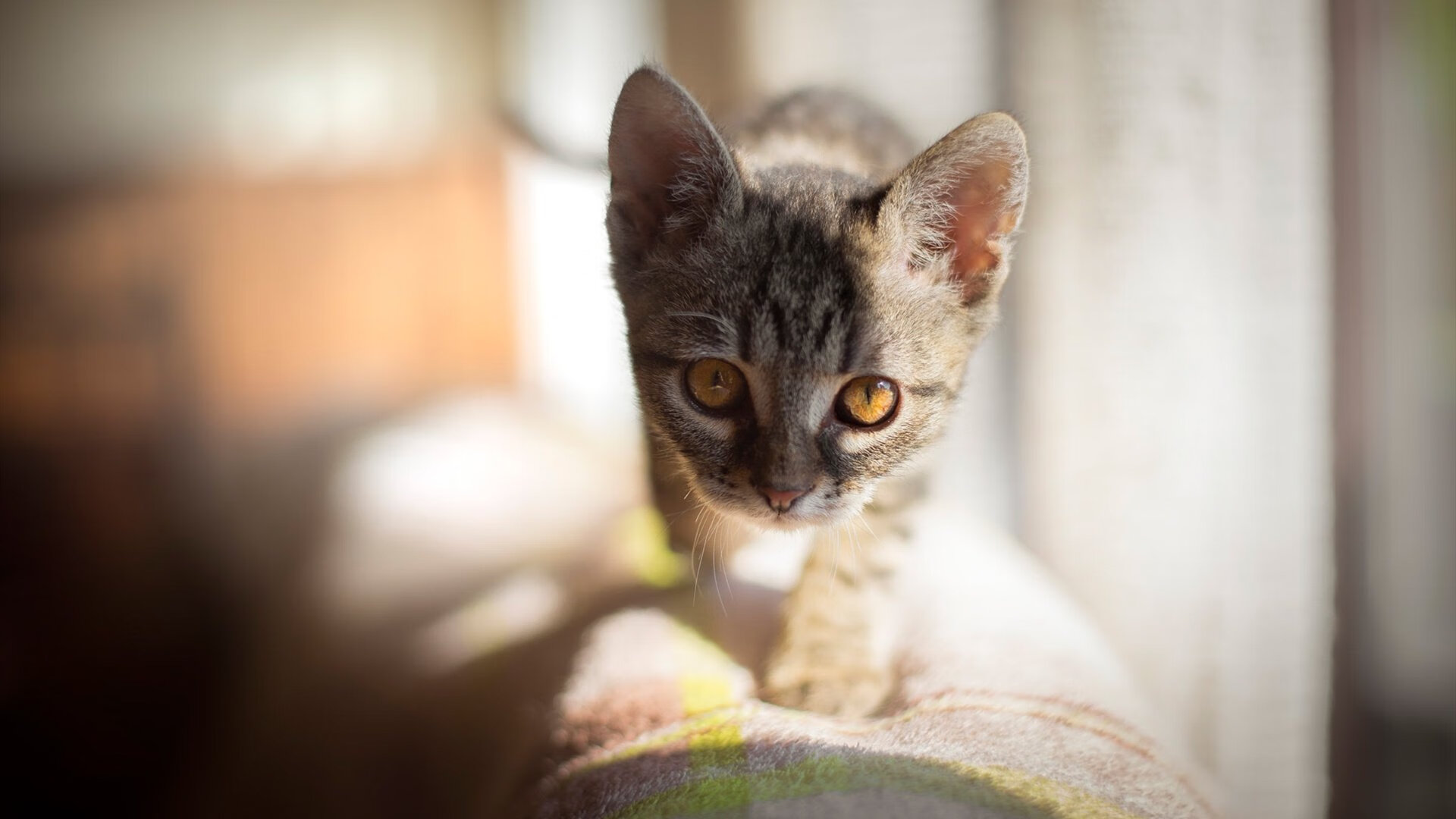 体育产业资本投资分析，体育产业资本的概念