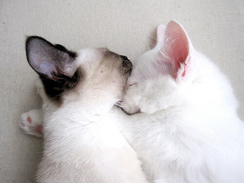 体育赛事多元化运营方案,体育赛事运营模式