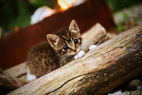 亚冠联赛关键场次激发球队潜力爆发,亚冠联赛冠军球队