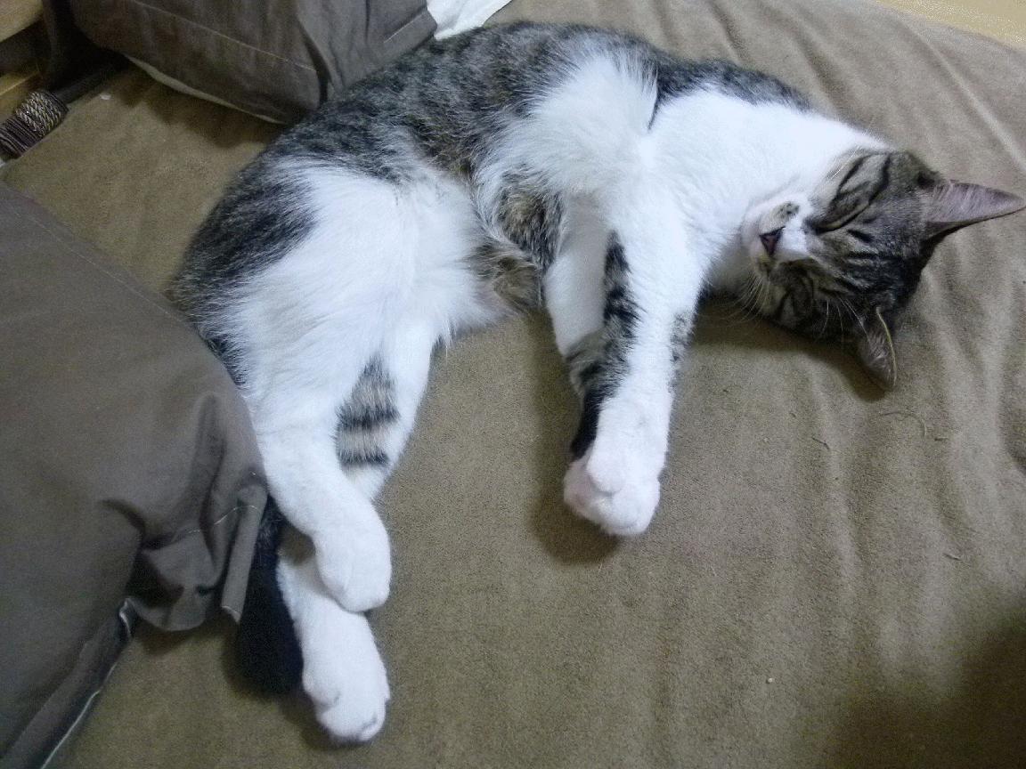 欧洲杯战术创新:多变阵型带来无限可能!,欧洲杯d组形势