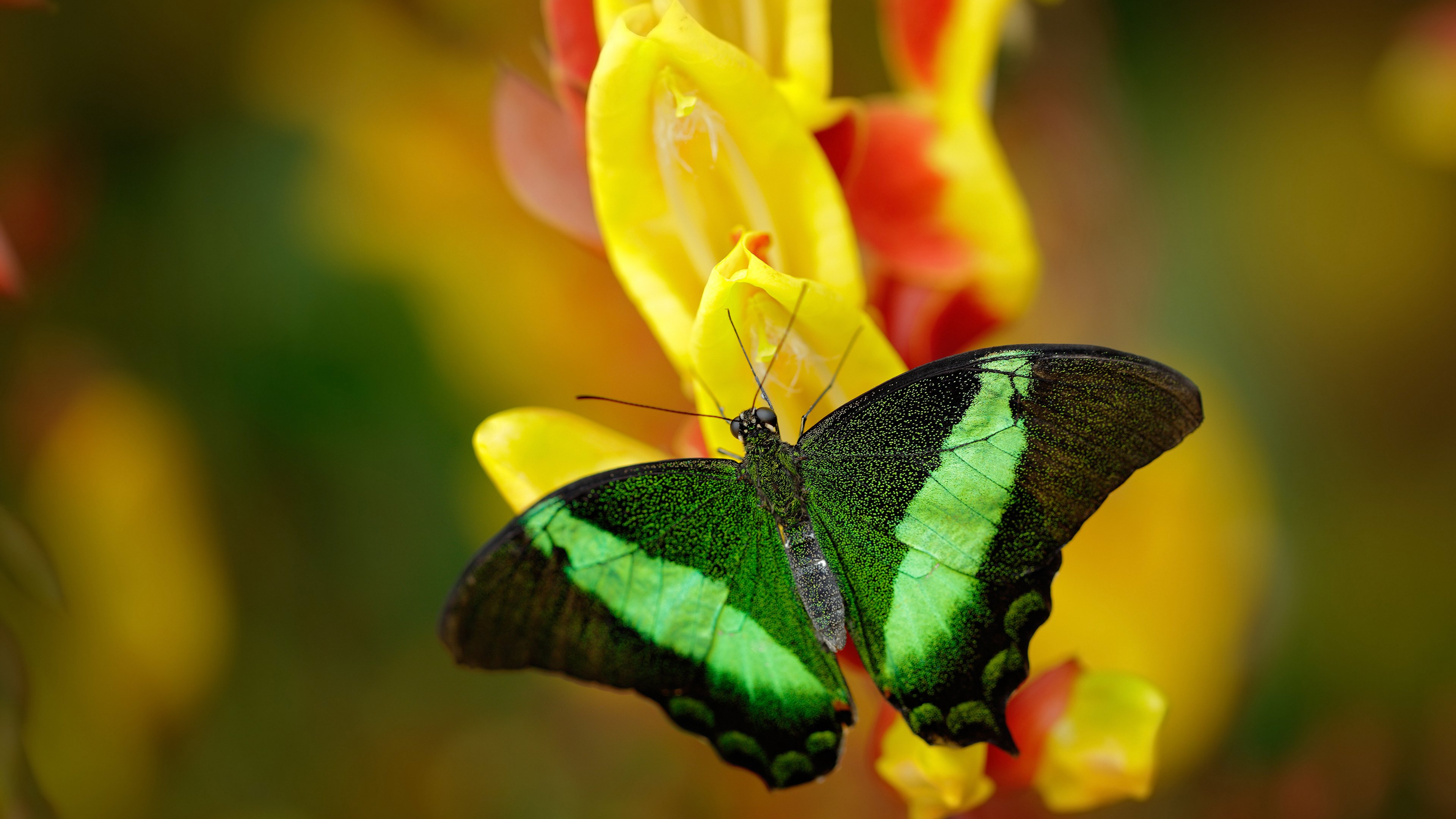高校篮球引入职业球探参与比赛观察发掘人才,高校篮球训练理念以及训练方法研究
